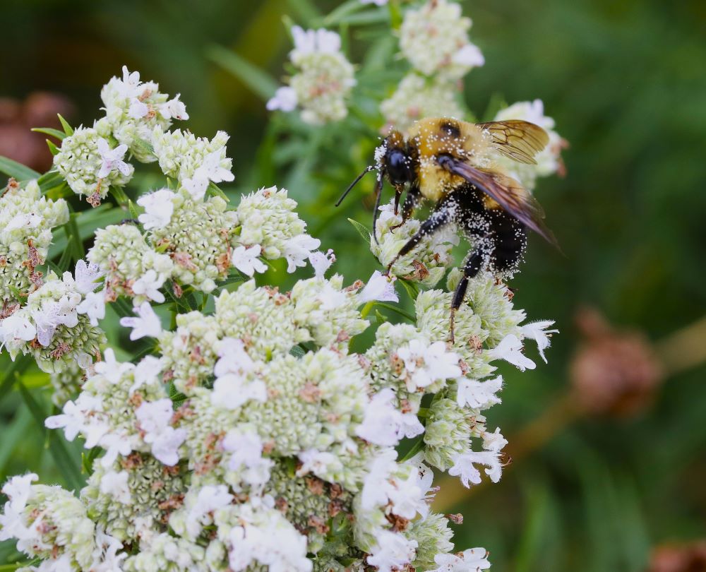 Honey Bees