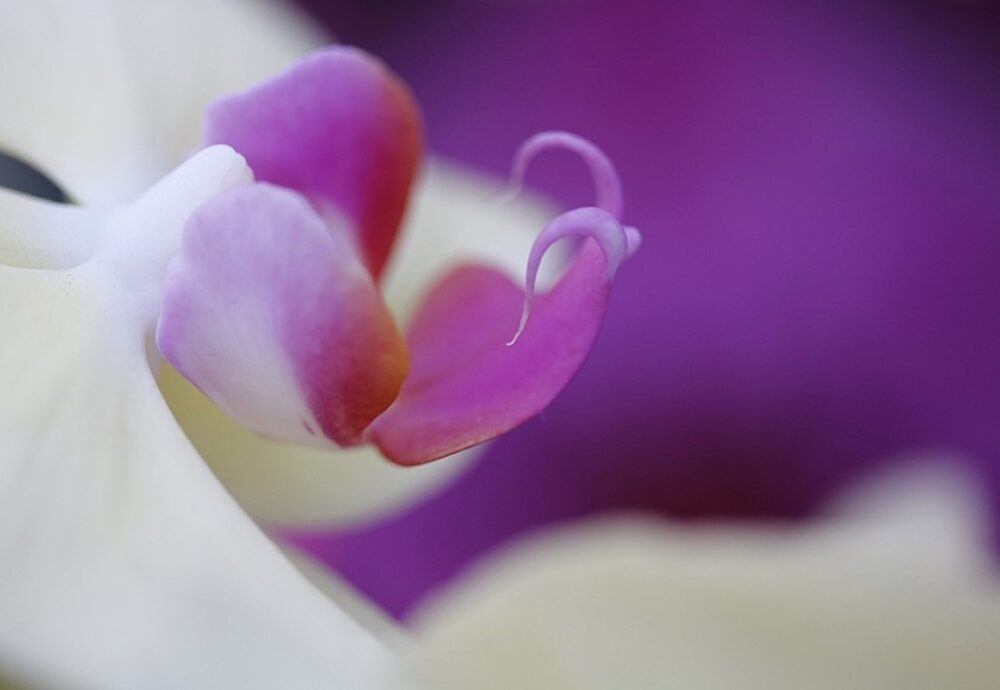 Orchid photo