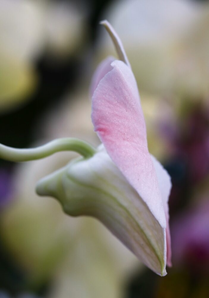 Orchid photo pink and white