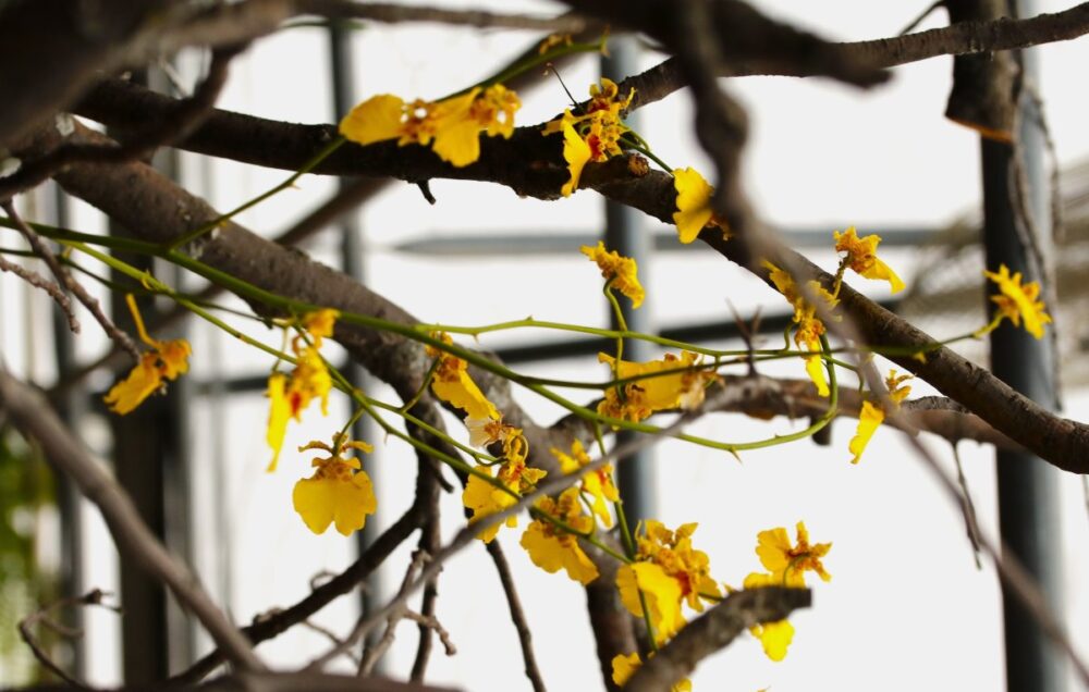 Orchid photo with branches