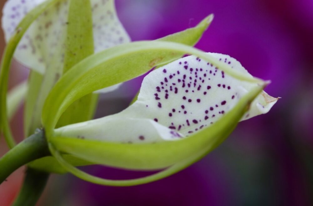 Orchid photo purple spots