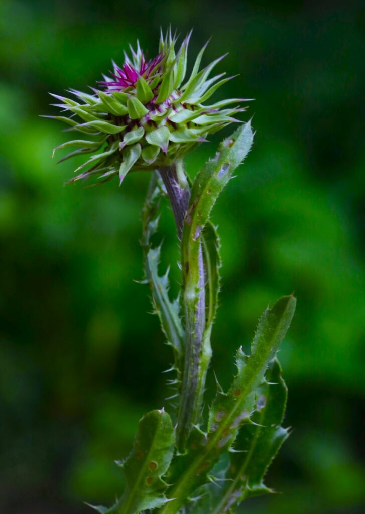 Thistles