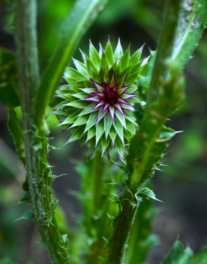 Thistles