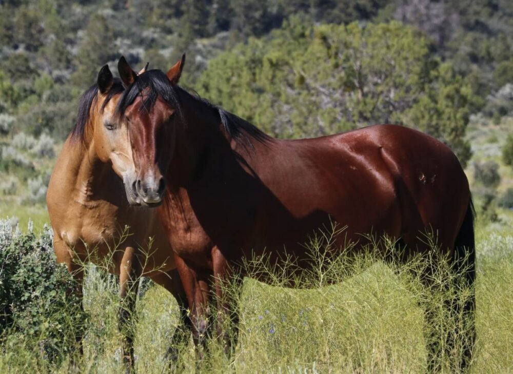 Mustang Pair of Horses