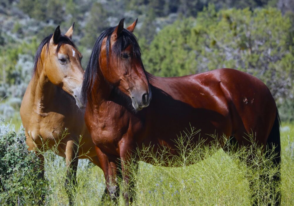 Pair of Mustang Horses