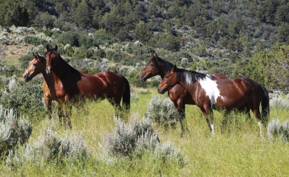 Mustang horses